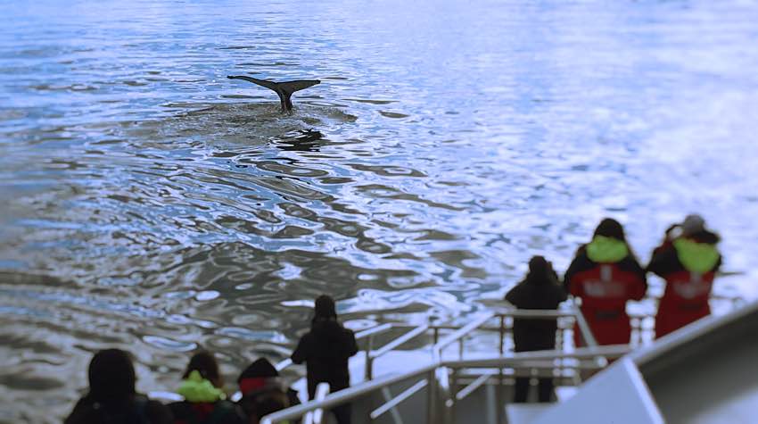 balene, barca, whalewatching, Islanda